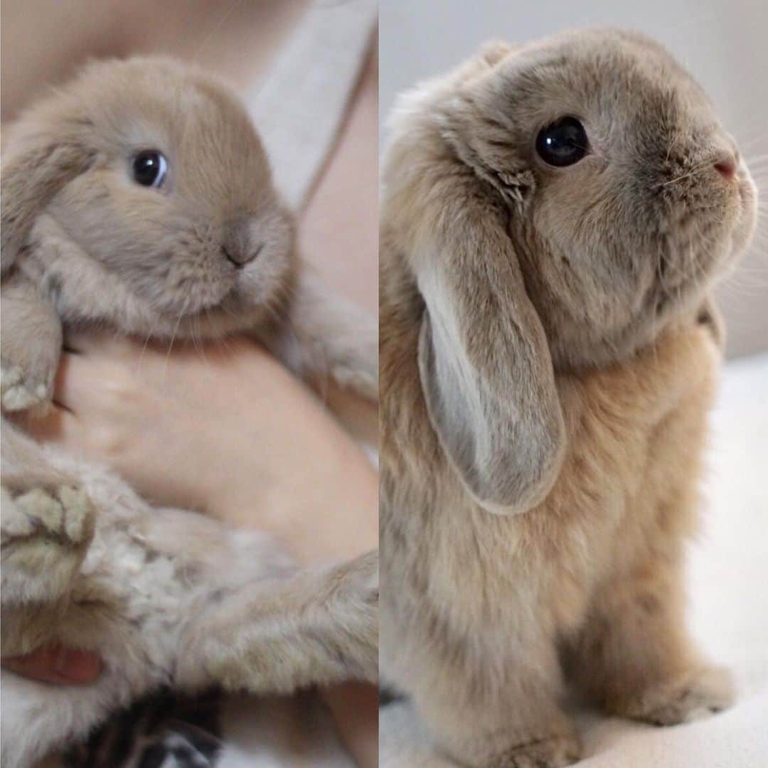 Marbee Moo, Olive & Taffyのインスタグラム：「Then (2014) and Now (2019) 🍼🧸💕🥺 @worriedpotato cute at every age」