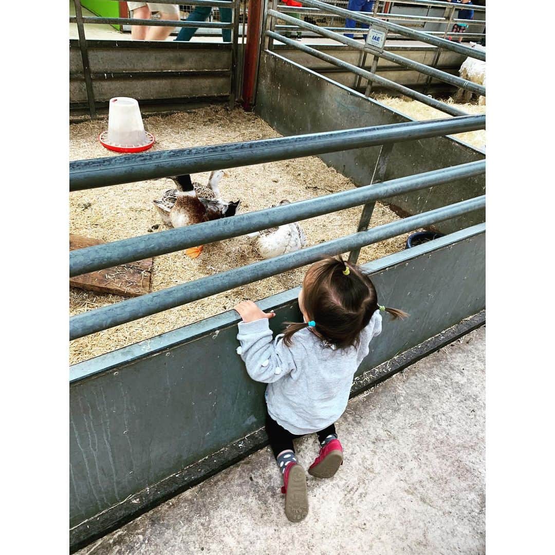 ダイアナ湯川さんのインスタグラム写真 - (ダイアナ湯川Instagram)「Bank holiday fun with my loves 💛🐄🐐🐑🐖🦆 . . ,. . . #daughter #toddler #alwaysmybaby #hubby #bankholiday #farm #cotswoldfarmpark #cotswolds #animals #love #family #blessed #happiness」5月28日 3時56分 - diana.yukawa