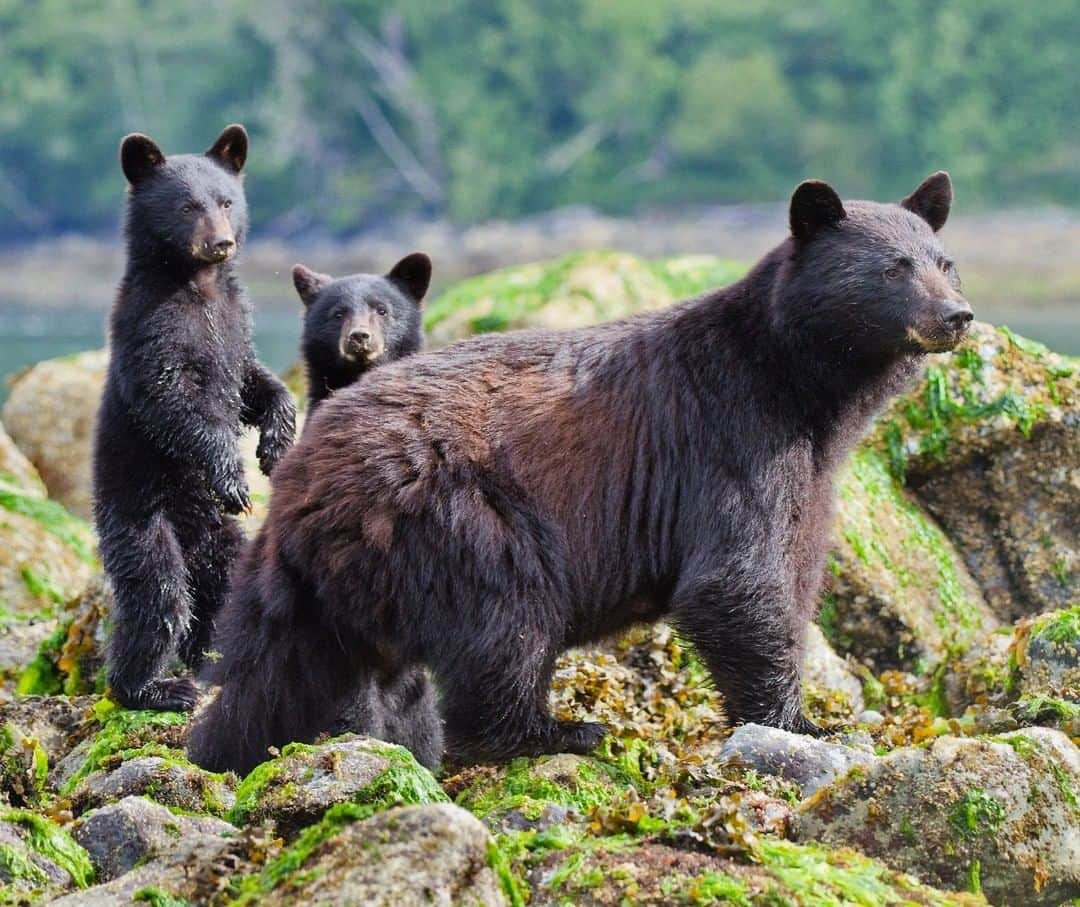 National Geographic Travelさんのインスタグラム写真 - (National Geographic TravelInstagram)「Photo by @bertiegregory | A female black bear and her two cubs watch nervously as a large male bear approaches on Vancouver Island, Canada. Male black bears are known to kill cubs. Brutal as it may be, the males do this to increase their reproductive success. By killing another male’s cubs, the female will then come back into heat. The male can then mate with her to father his own cubs. Fortunately on this occasion, the female spotted the approaching male and quickly took her cubs into the forest and up the safety of a large cedar tree. In order to protect places and animals like this, we need to conserve 30% of the planet by 2030. #CampaignforNature #britishcolumbia #photography #wildlife #coast #bear」5月28日 4時11分 - natgeotravel