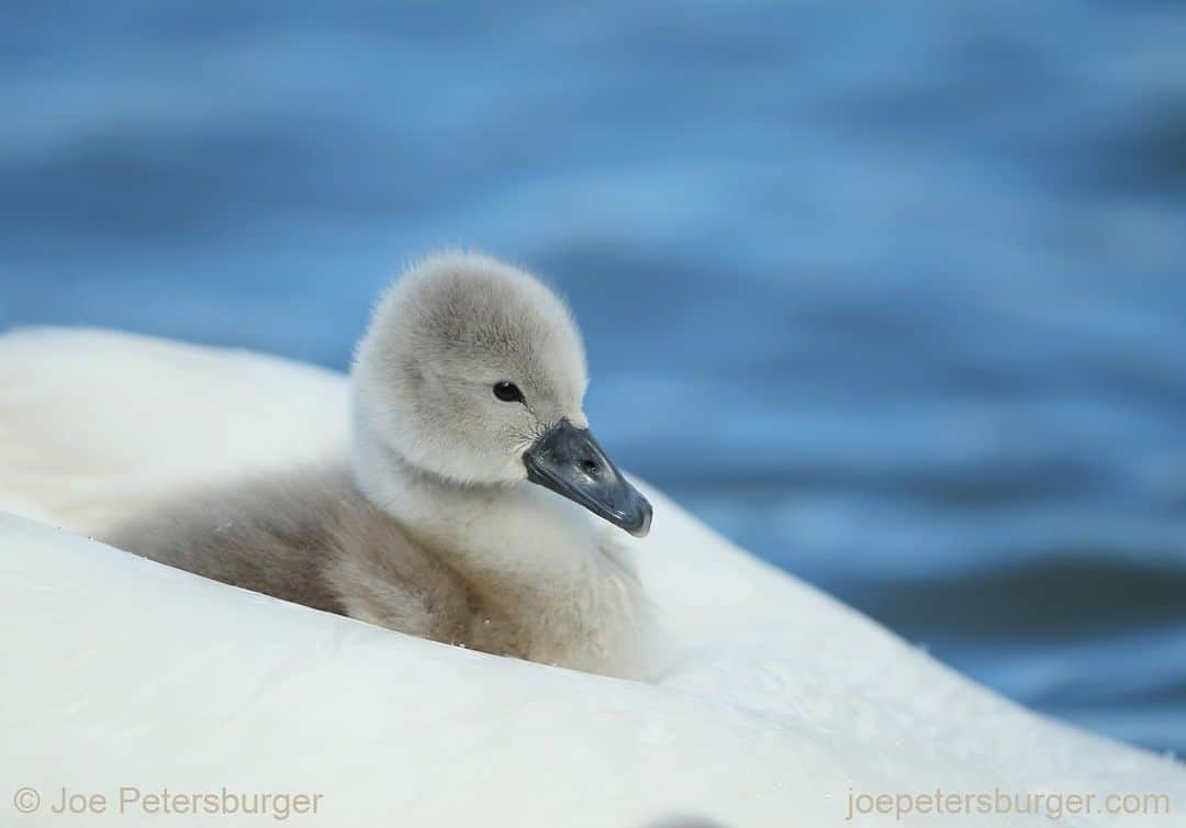 thephotosocietyさんのインスタグラム写真 - (thephotosocietyInstagram)「Photo by @joepetersburger/@thephotosociety // MAMA TAXI // Mute #swan (Cygnus olor) #cygnet rides on mother's back. Whenever chicks are tired, they are let to climb and travel on parents' back. Of course, when they are small... Taken about 20 miles from our residency in #Hungary. No need to travel far away for fantastic experience. Travel less, discover your backyard, reduce your ecological footprint! Please #followme at @joepetersburger to keep up-to-date with my images! #muteswan #joepetersburger #feathers #education #reallifeeducation #protection #motherhood #discoveryourbackyard #educateandinspire」5月28日 4時21分 - thephotosociety