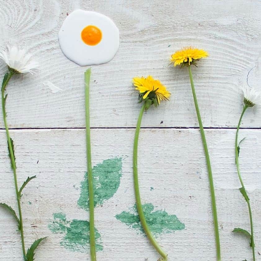 Eggs Conceptさんのインスタグラム写真 - (Eggs ConceptInstagram)「🌼🍳🌸🌻 by 👉 @zvetnyje_krylja 👈  #zvetnyjekrylja #eggsconcept #egg #eggs #friedegg #blossom #printemps #spring #springtime #sunnysideup #vsco #instagram #spiegelei #yumurta #ägg #계란 #æg #huevo #oeuf #卵 #яйц #may #mai #maj #maig #מאי #mayo #5月 #может #Mayıs」5月28日 4時59分 - eggsconcept