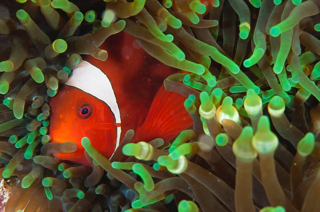 National Geographic Creativeさんのインスタグラム写真 - (National Geographic CreativeInstagram)「Photo by @brianskerry | A clownfish rests within a sea anemone in the Wayag Island region of Raja Ampat, Indonesia. #ClownFish #SeaAnemone #Underwater」5月28日 5時08分 - natgeointhefield