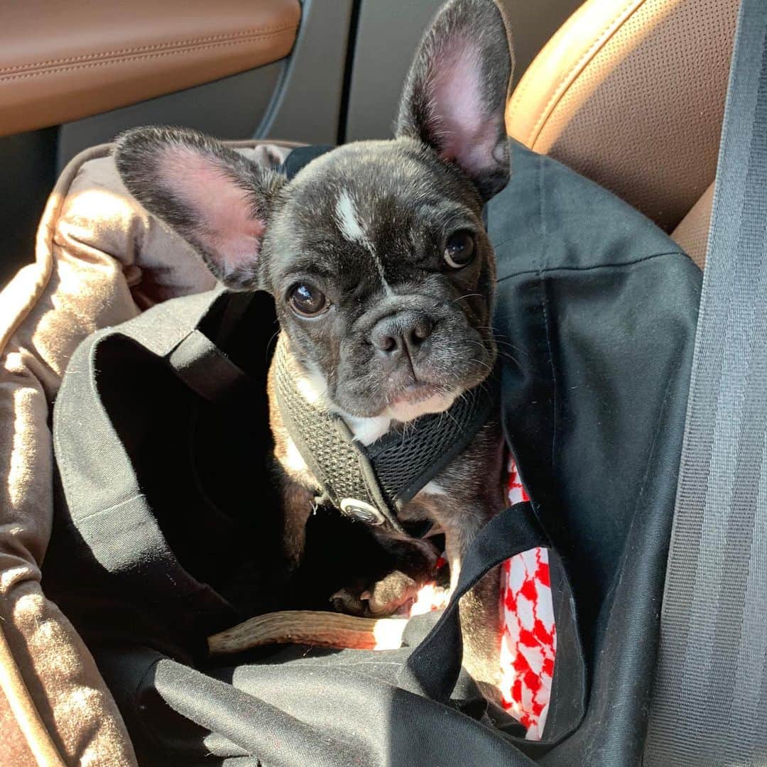 のインスタグラム：「Let me introduce: Pearl. New member of the Pena family. My son is already in love with this dog. It’s the cutest thing ever.」