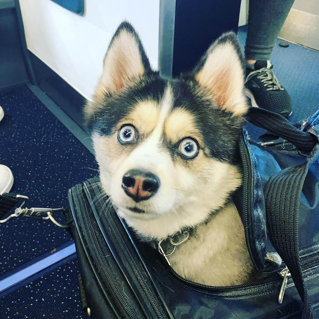 マーク・ホッパスさんのインスタグラム写真 - (マーク・ホッパスInstagram)「So, good news! I saw a dog today!  This is a Pomsky; a cross between a Pomeranian and a Siberian Husky. That must have been a difficult mating process. But I guess love finds a way?」5月28日 5時46分 - markhoppus