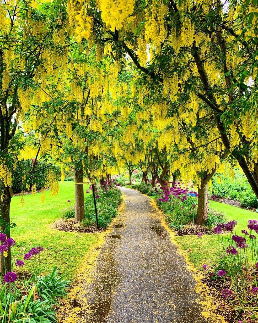 バンクーバー観光局- Tourism Vancouverさんのインスタグラム写真 - (バンクーバー観光局- Tourism VancouverInstagram)「バンクーバーにあるバンデューセン植物園では先日キバナフジが満開を迎えました。キバナフジが咲いている場所は小道になっていて、歩いていると魔法の国に迷い込んだかのような気分になります。⠀ 📷 : @kristifuoco(Instagram)⠀ .⠀ .⠀ .⠀ #カナダ #バンクーバー #Vancouver #旅 #旅行 #女子旅 #花好き #一人旅 #海外旅行 #トラベル #旅女子 #旅行好きな人と繋がりたい #旅好きな人と繋がりたい #旅行好き #旅行大好き #旅行行きたい #旅に出たい #海外 #旅の記録 #旅の思い出 #旅行記 #旅したくなるフォト #マイトリップ #マイトリ #retrip_global #風景 #世界一周 #ダレカニミセタイケシキ #植物園 #キバナフジ⠀」5月28日 6時00分 - vancouvertabi