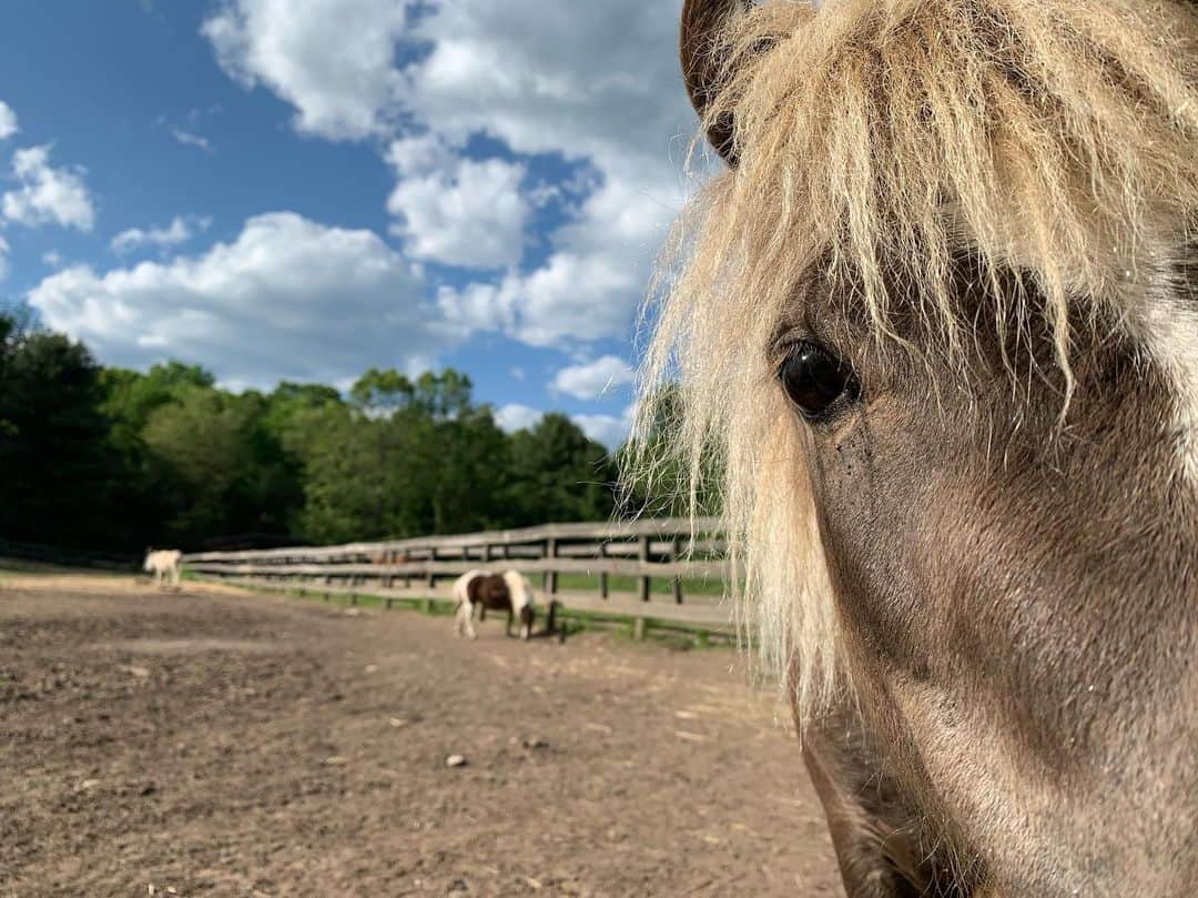 アマンダ・サイフリッドさんのインスタグラム写真 - (アマンダ・サイフリッドInstagram)「Izzy 🇺🇸」5月28日 6時18分 - mingey