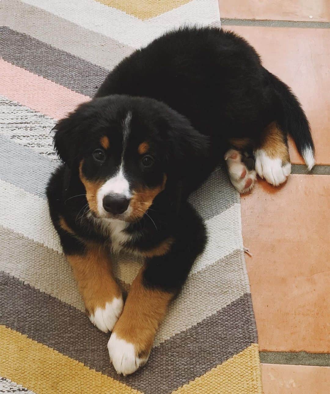 アシュレー・ジョンソンのインスタグラム：「The newest member of the tribe, Sheriff Bullock. Goodest boi and biggest boi. #bernesemountaindog」