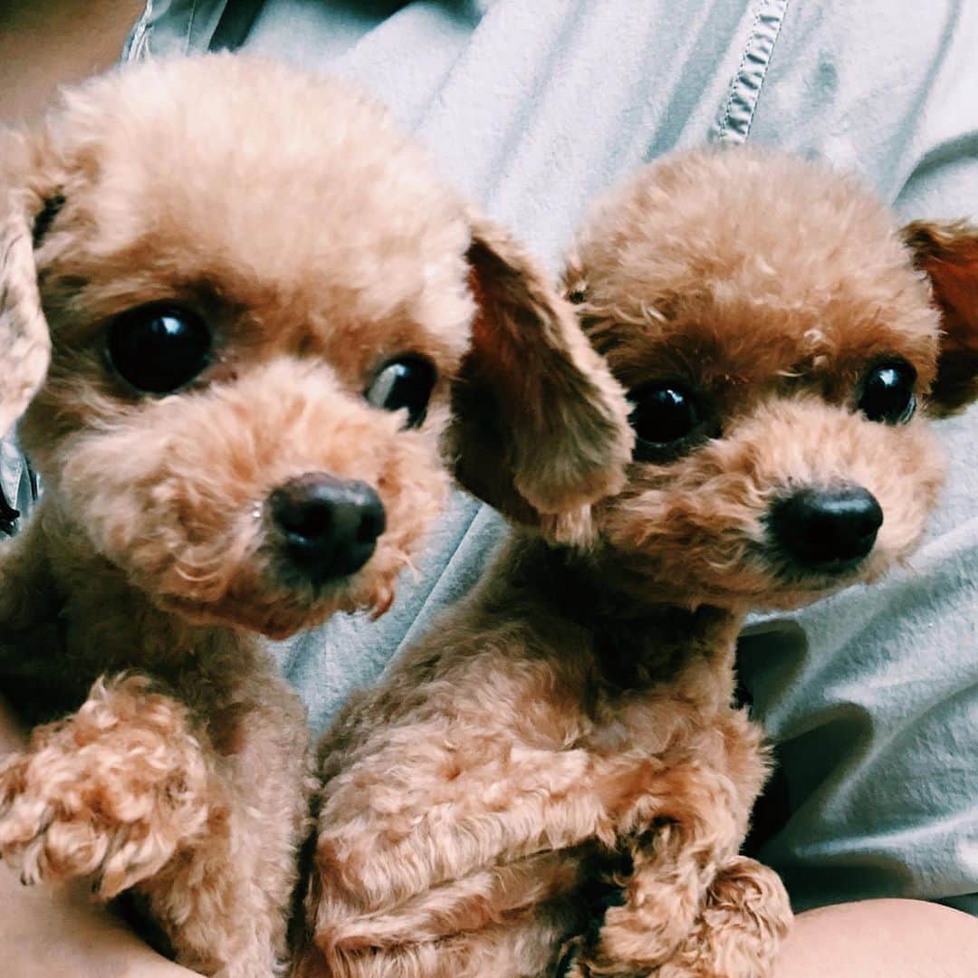 水嶋ヒロさんのインスタグラム写真 - (水嶋ヒロInstagram)「🐩🐩 #ao #raki #poodles #tinypoodle #twins #family #instadogs #instadog #dogsofinstagram #love」5月28日 6時35分 - hiro_mizushima_official
