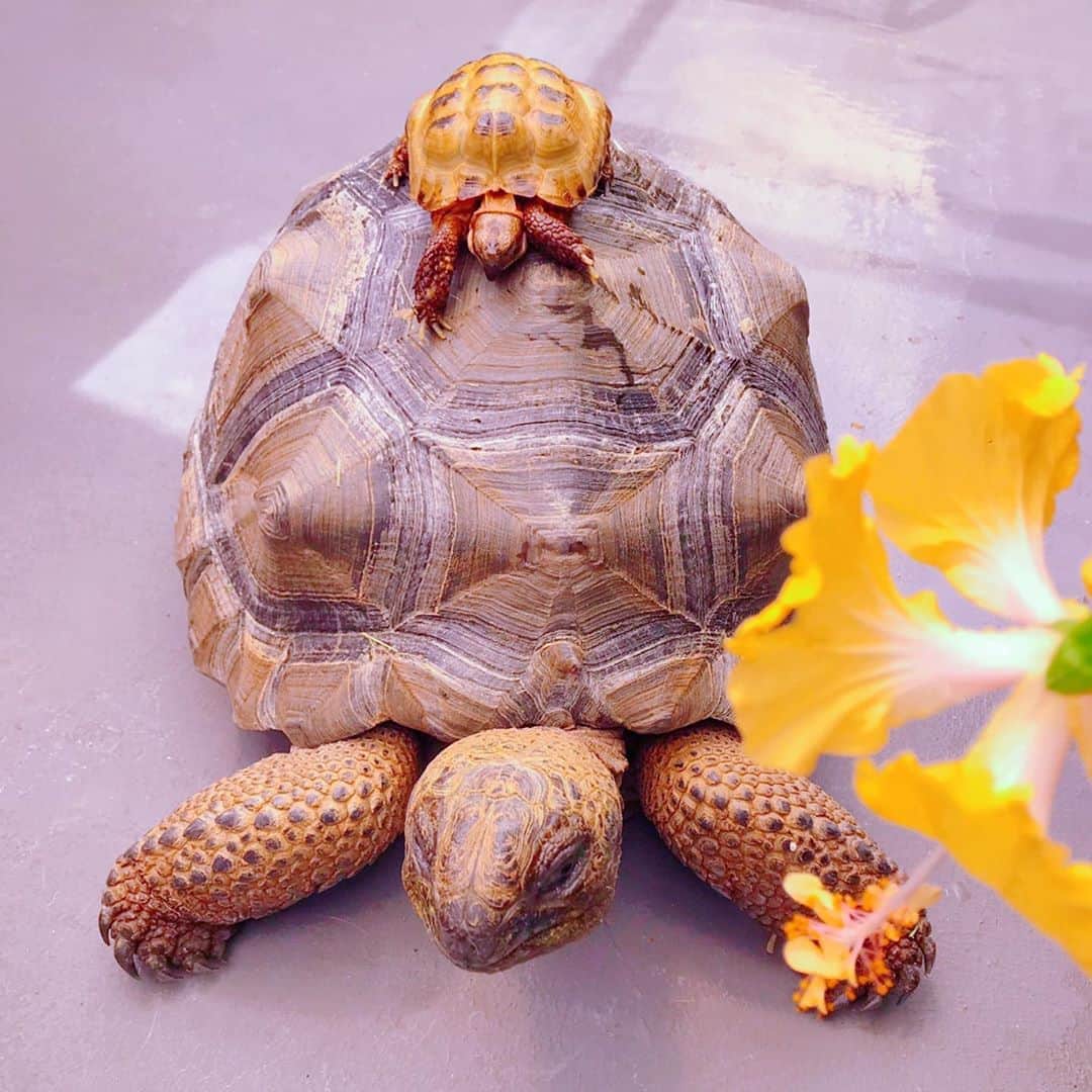森泉さんのインスタグラム写真 - (森泉Instagram)「5/23 is world turtle Day🐢✨ #カメの日」5月24日 11時04分 - izumi.mori