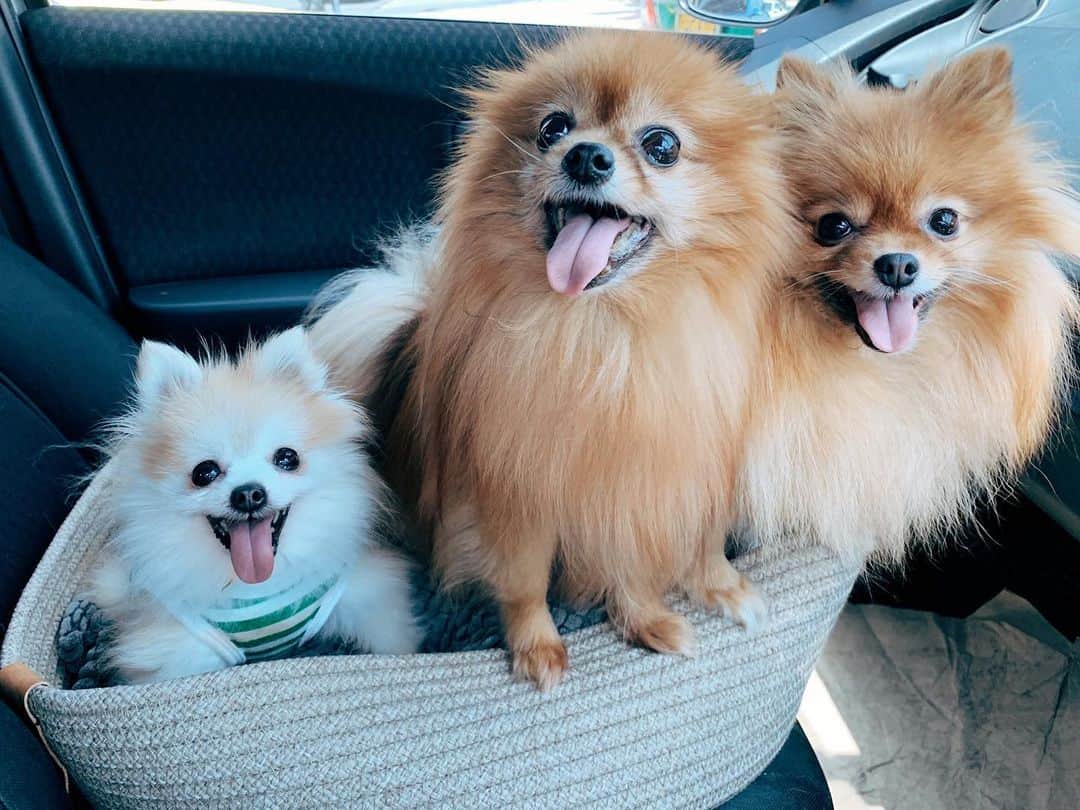 r_oseのインスタグラム：「🐰🐻🦁 triple trouble 〰️」