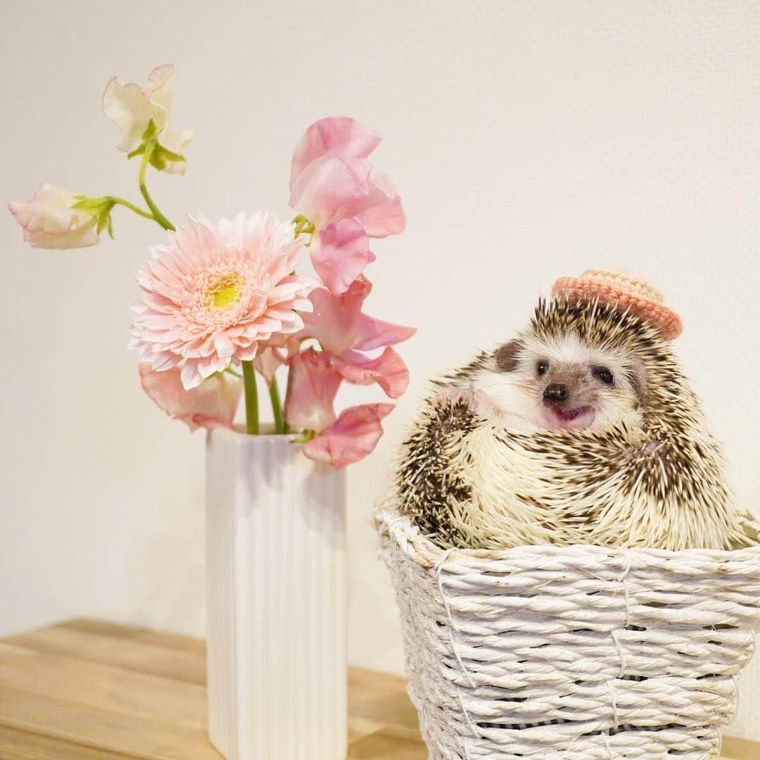 Bloomee LIFEさんのインスタグラム写真 - (Bloomee LIFEInstagram)「・⠀ 今回は春らしいピンク色の花だったので、⠀ 帽子の色を揃えて撮ってみました☺️⠀ ・⠀ Special Thanks Photo by⠀⠀⠀ @ron_hari⠀ ・⠀ 春を感じる淡い色合いのお花と⠀ ツーショット🦔🌸⠀ 真っ白な花瓶と優しいピンク色のお花の相性も良く、⠀ ふんわり優しい雰囲気の1枚になりました😌⠀ ・⠀ #bloomeelife#ブルーミーライフ#花のある生活#花好きな人と繋がりたい#おうち時間#花部#花写真#花が好き#花を飾る#暮らしを楽しむ#日々の暮らし#丁寧な暮らし#日々#お花のある暮らし#ナチュラル#素敵な休日#暮らしを整える#くらしのきほん#日々の暮らしを楽しむ#丁寧に暮らす#ナチュラルインテリア#ミニブーケ#フラワーベース#すっきり暮らす#シンプルライフ#シンプルに暮らす#ふわもこ部#はりねずみ#ハリネズミ#エキゾチックアニマル」5月24日 11時00分 - bloomee