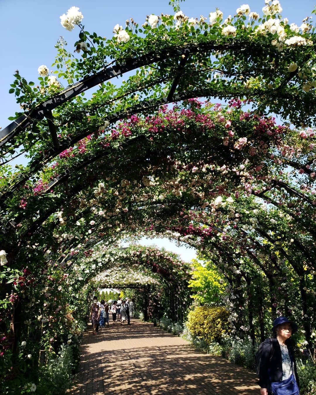 梅田陽子さんのインスタグラム写真 - (梅田陽子Instagram)「横浜のローズガーデンへ。 バラ見ながらバラソフト頂いてバラのアーチをくぐって、いいかほりに包まれました。 #横浜#横浜ローズガーデン #yokohama #ばら#薔薇#rose#梅散歩#梅さんぽ#うめ散歩」5月24日 11時03分 - yokoumeda