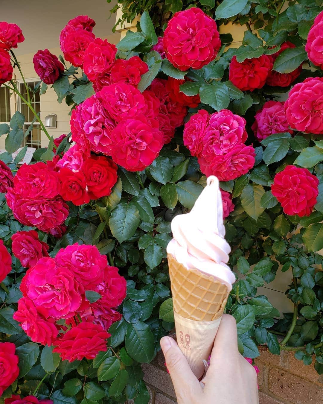 梅田陽子さんのインスタグラム写真 - (梅田陽子Instagram)「横浜のローズガーデンへ。 バラ見ながらバラソフト頂いてバラのアーチをくぐって、いいかほりに包まれました。 #横浜#横浜ローズガーデン #yokohama #ばら#薔薇#rose#梅散歩#梅さんぽ#うめ散歩」5月24日 11時03分 - yokoumeda