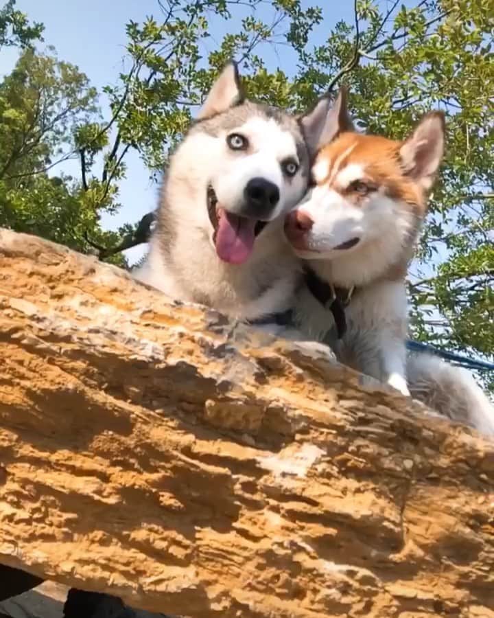 husky and malamuteのインスタグラム：「Couple huskies.😛😛😛 follow @alaskandaily （Twitter：alaskandaily）for more cute pic and video.😜 ……………………………………………………………… Each video was approved by the original author. But  don't have a Instagram account. We are first one post those video. So watermark credit @alaskandaily ……………………………………………………………… #alaskan#malamute#alaskanmalamute#alaskanhusky#malamutesofinstagram#puppylife#puppylove#puppydog#puppylover#dogdays#malamutepuppy#huskies#huskeypuppy#huskeiesreq#siberian#huskeiesofig#dogslife#dogsofnyc#cutedog#cutedogs#huskeypics#huskeylovers#huskygram#huskeylove#huskiesofinstagram#dogsofnyc#husky#狗」
