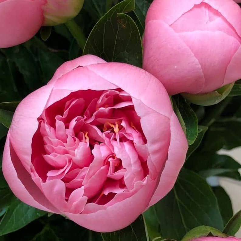 青山フラワーマーケットさんのインスタグラム写真 - (青山フラワーマーケットInstagram)「美しくてかわいいピオニー　▷▷ . 立てば芍薬、座れば牡丹、歩く姿は百合の花。 . 古くから“美しいもの”の代名詞として名を馳せたシャクヤクの旬は5月から6月にかけて。 . ヨーロッパでも「Rose of May（5月のバラ）」として称され、初夏を彩る花として広く愛されています。 . 美しいシャクヤクですが、蕾から咲きはじめる様子にはちょっとかわいさも感じてしまいます。 . . #芍薬#シャクヤク#ピオニー#花のある暮らし#青山フラワーマーケット#aoyamaflowermarket#flower#peony#beautiful」5月24日 9時35分 - aoyamaflowermarket