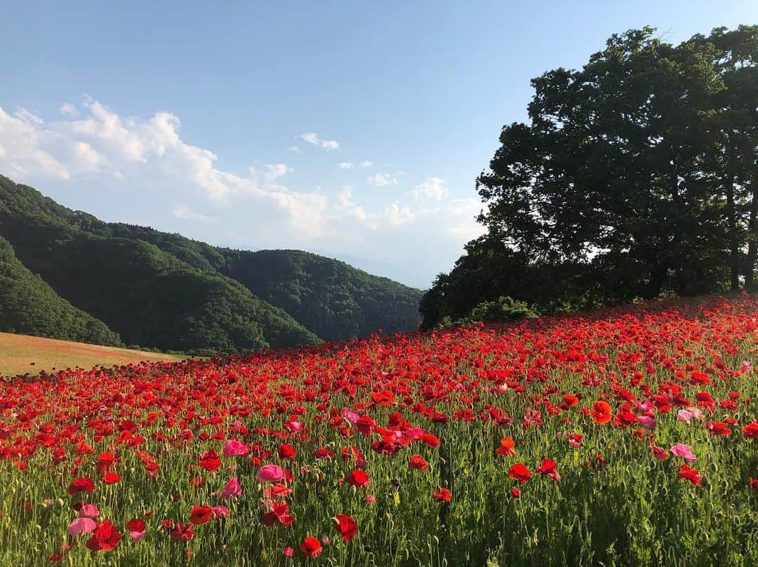 中山美香さんのインスタグラム写真 - (中山美香Instagram)「絶景でした😍 . . . #天空のポピー #ポピー #花 #空 #埼玉県 #皆野町 #東秩父村 #絶景 #poppy #flowers #saitama #blue #japan #beautifulview #sky」5月24日 9時56分 - mika5nakayama