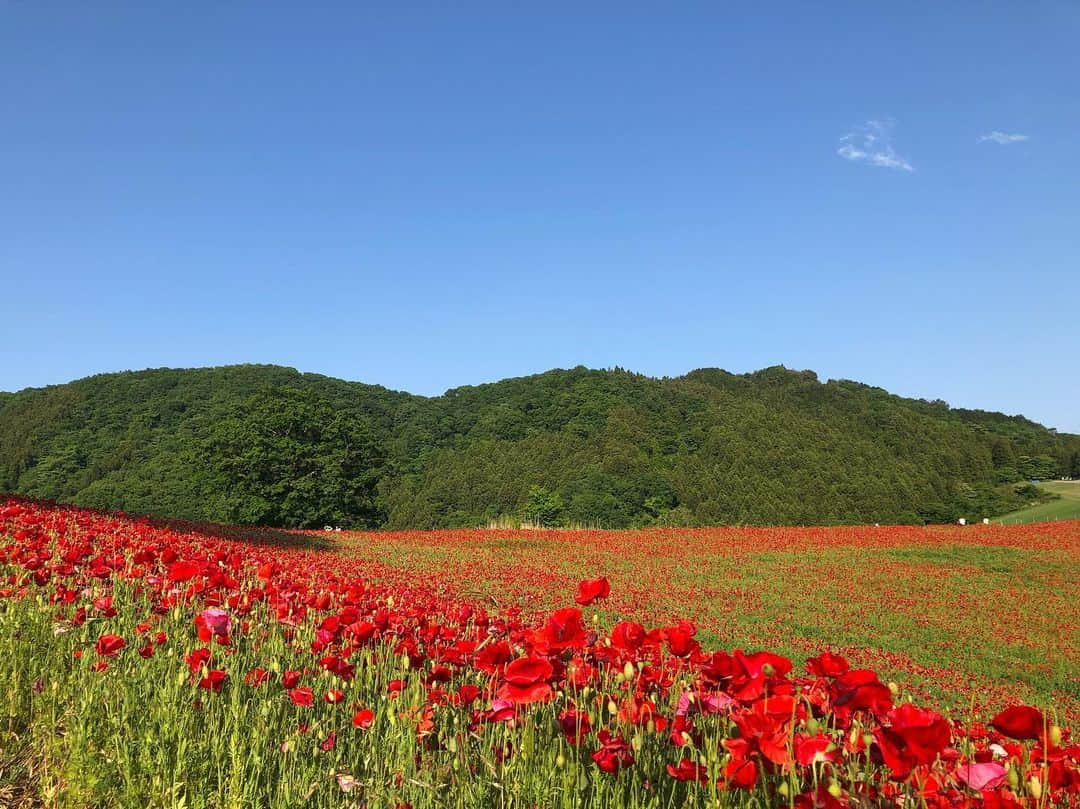 中山美香さんのインスタグラム写真 - (中山美香Instagram)「絶景でした😍 . . . #天空のポピー #ポピー #花 #空 #埼玉県 #皆野町 #東秩父村 #絶景 #poppy #flowers #saitama #blue #japan #beautifulview #sky」5月24日 9時56分 - mika5nakayama