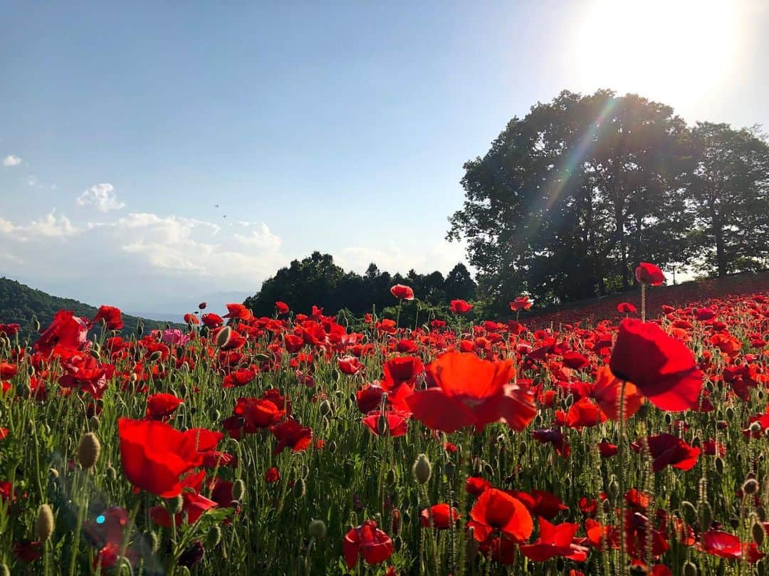 中山美香さんのインスタグラム写真 - (中山美香Instagram)「絶景でした😍 . . . #天空のポピー #ポピー #花 #空 #埼玉県 #皆野町 #東秩父村 #絶景 #poppy #flowers #saitama #blue #japan #beautifulview #sky」5月24日 9時56分 - mika5nakayama