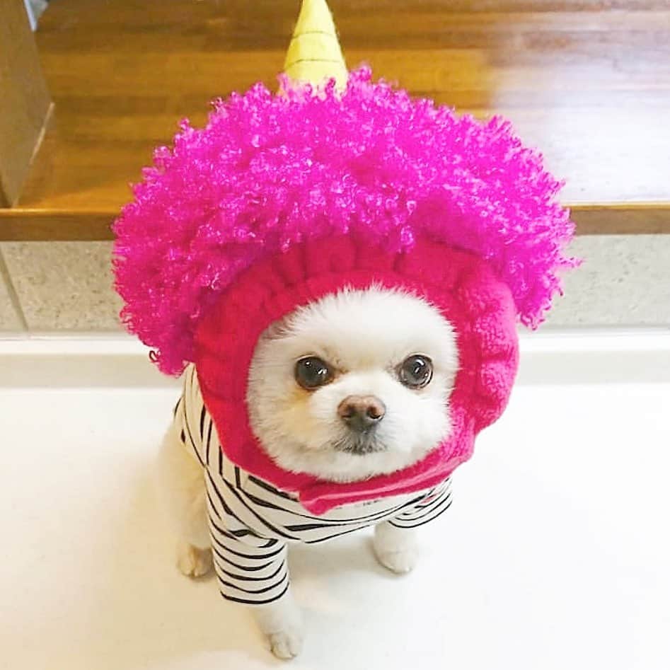 ニコちゃんのグルメインスタ