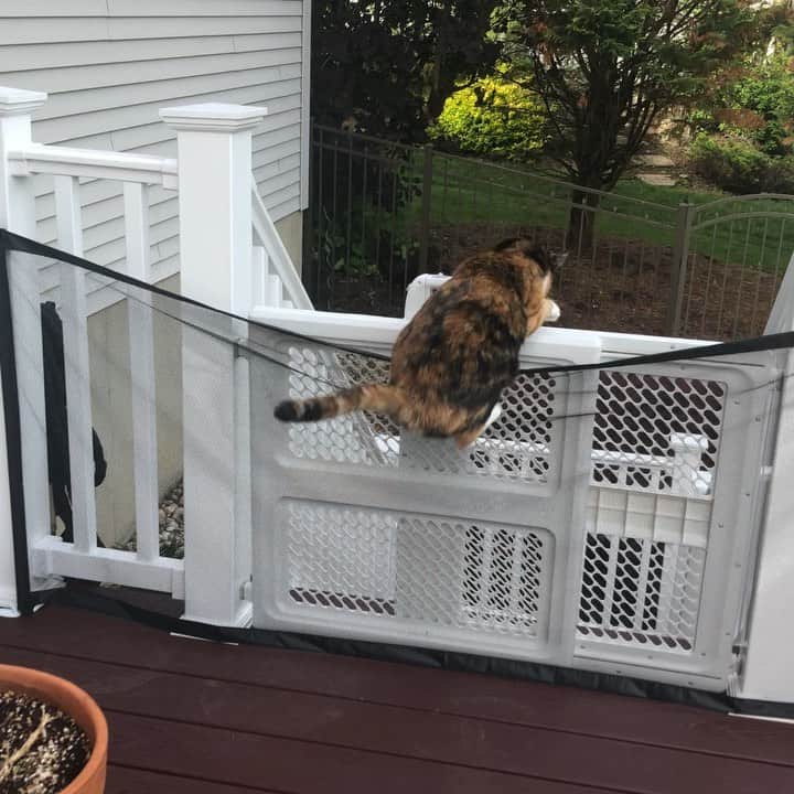 リリーのインスタグラム：「My mom thought a baby gate would keep me on the deck. She was wrong 😹 byeeee👋🏻」
