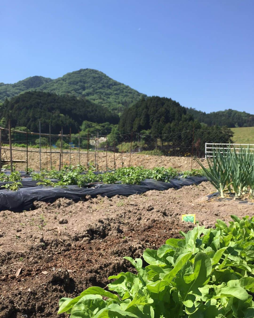 久保田夏菜さんのインスタグラム写真 - (久保田夏菜Instagram)「ルッコラがワッサワサ！  でも、 隣のバジルが全然芽を出さないこと、 はや1ヶ月。。。 天気が良くて、山日和。  #安芸高田市 #八千代町 #畑初心者」5月24日 10時15分 - kanakubota0805