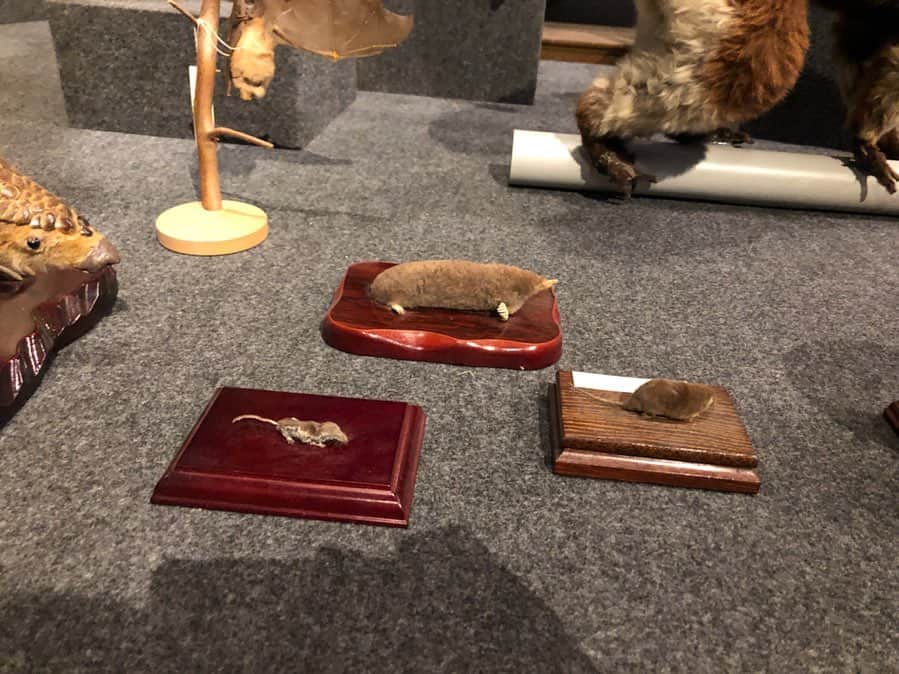 吉田悠希さんのインスタグラム写真 - (吉田悠希Instagram)「❤︎ 【5/23(木) #夕暮れwonder4 】 本日の中継は、上野の#国立科学博物館 で開催中の#大哺乳類展2 からお届けしました！  もぐらとねずみの研究をしている#モグラ博士 こと川田伸一郎さんにもご出演いただき、哺乳動物たちの面白エピソードを楽しみつつ、とってもお勉強になりました☺️この展示では、ゴマフアザラシの剥製が見るだけでなく触ることもできちゃいます！ふわふわでした〜❤︎ 皆さんも触ってきてください！  先生が監修した絵本#もぐらはすごい もぜひ💭 #ふわふわしてるーって顔  #特にお腹の横の部分 #街角ステーション噂を求めてどこまでも #吉田悠希 #ニッポン放送」5月24日 10時23分 - yuki__yoshida__914