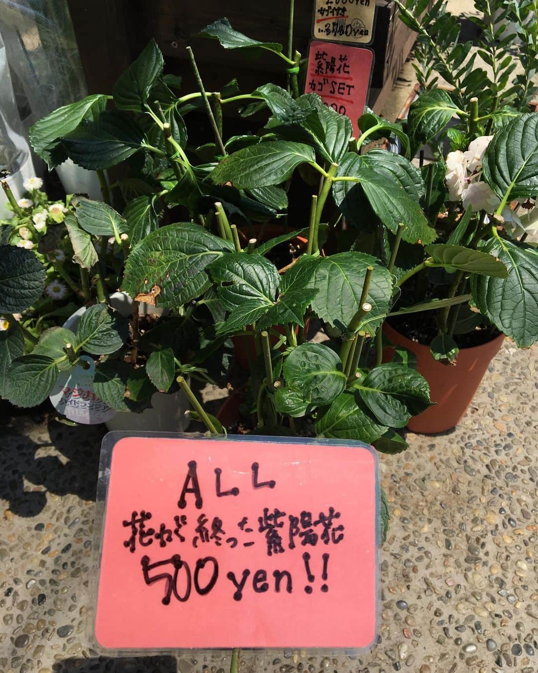 MILLE ECLAT.のグルメインスタ