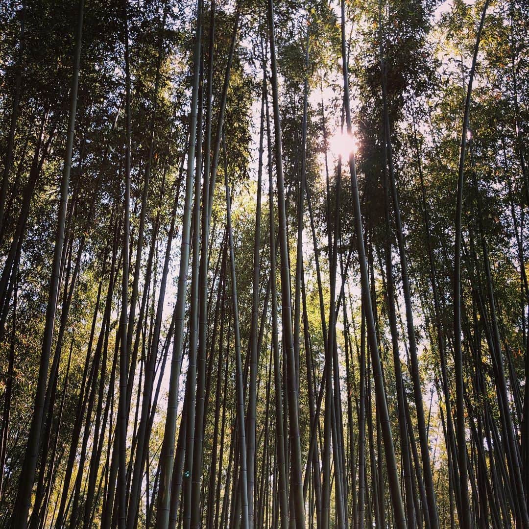 松田悟志さんのインスタグラム写真 - (松田悟志Instagram)「美しい竹林にて。 #撮影 #😎」5月24日 10時34分 - matsuda_satoshi1216