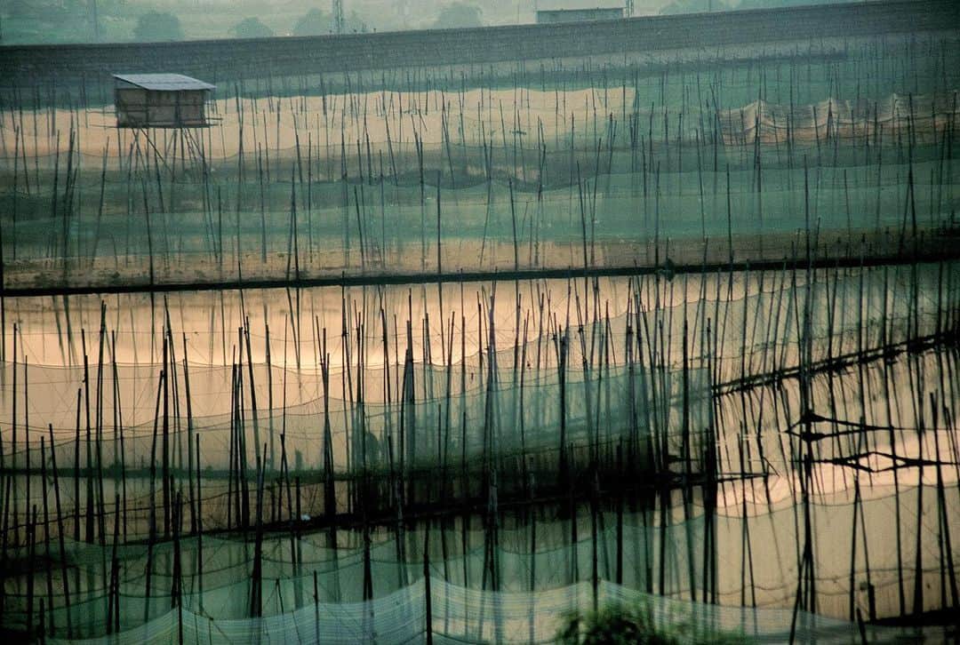 Michael Yamashitaさんのインスタグラム写真 - (Michael YamashitaInstagram)「Fruits of the sea: The last rays of the day are reflected in oyster beds off Xiamen, China. China was the first to practice aquaculture, dating back to about 3500 BC. #aquaculture #oysters #Fujian #xiamen」5月24日 3時02分 - yamashitaphoto