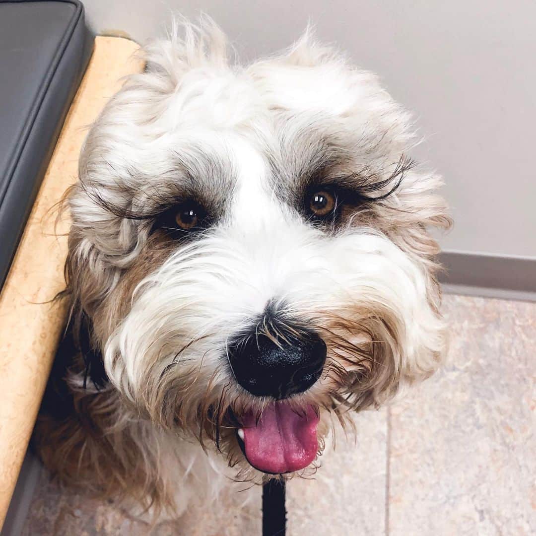 Buddy Boo Blueさんのインスタグラム写真 - (Buddy Boo BlueInstagram)「Hi. My name is Benny. I am at the vet again, because I ate my cone of shame. And I’m not sorry.」5月24日 3時34分 - buddyboowaggytails