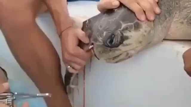 WildLifeのインスタグラム：「We, together with @save0cean, are giving away stainless steel straws for FREE! Get yours today! LINK IN OUR BIO👆🏼 Studies are predicting that there will be more plastic in the ocean than fish by 2050.  Video by @cfiggener」
