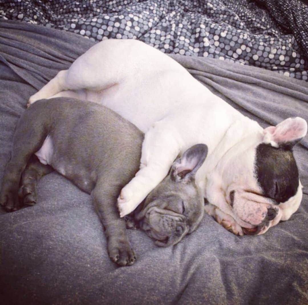 Manny The Frenchieさんのインスタグラム写真 - (Manny The FrenchieInstagram)「Throwback to like the 3 days where @frank_the_funnyfrenchie was smaller than me. 😂  #tbt」5月24日 4時00分 - manny_the_frenchie
