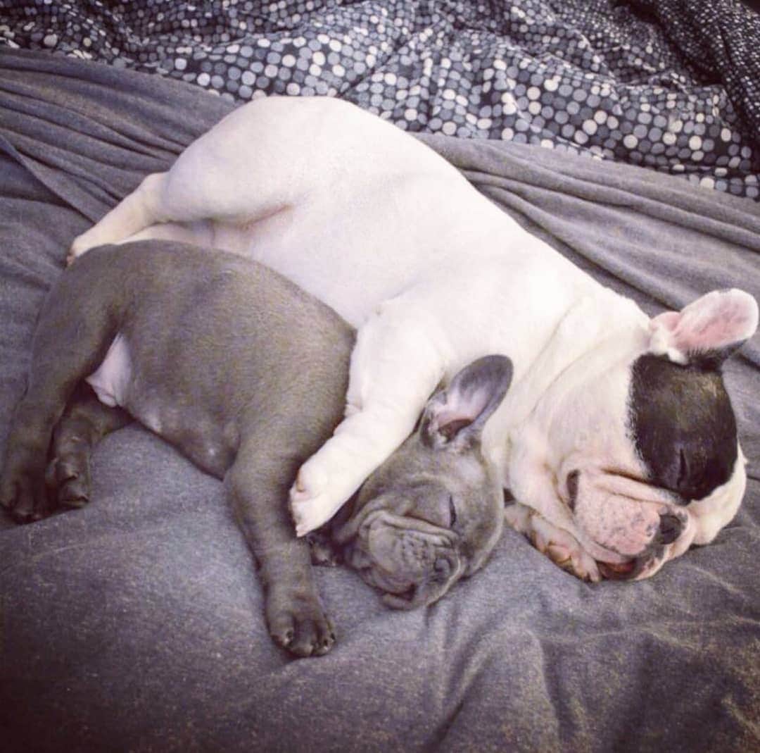 Manny The Frenchieのインスタグラム：「Throwback to like the 3 days where @frank_the_funnyfrenchie was smaller than me. 😂  #tbt」