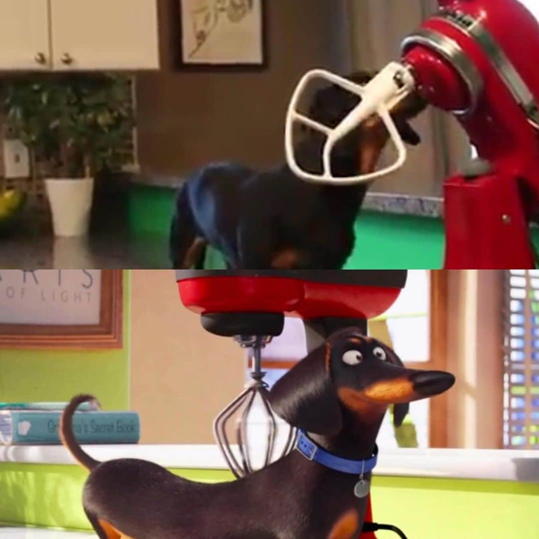 Crusoe the Celebrity Dachshundさんのインスタグラム写真 - (Crusoe the Celebrity DachshundInstagram)「“So this isn’t a knock on Secret Life of Pets (cuz we love it!) but they have some uncanny similarities to our content from long ago! Look at our kitchen layout, red mixer, elevated bartop, green/yellow backsplash, window placement, picture frame placement, and our “who you callin’ a wiener?” line from one of our most popular videos... Coincidence?🤔 But I take it as a compliment😊” ~ Crusoe」5月24日 4時38分 - crusoe_dachshund