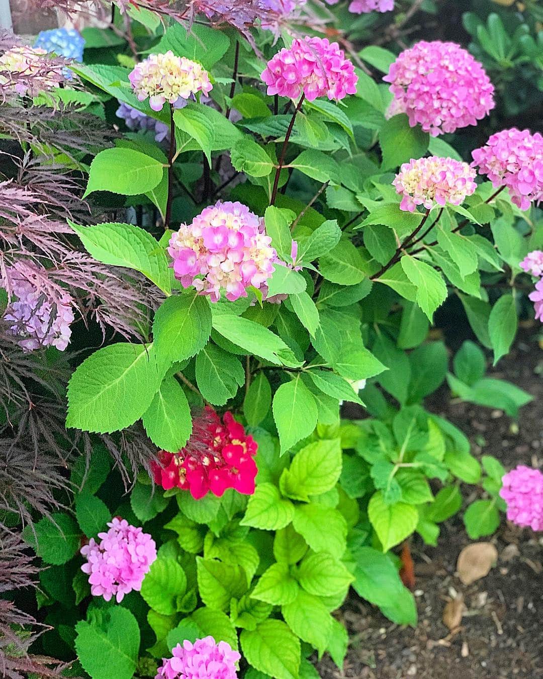 カーリー・パターソンのインスタグラム：「Hydrangea is in full bloom😍」