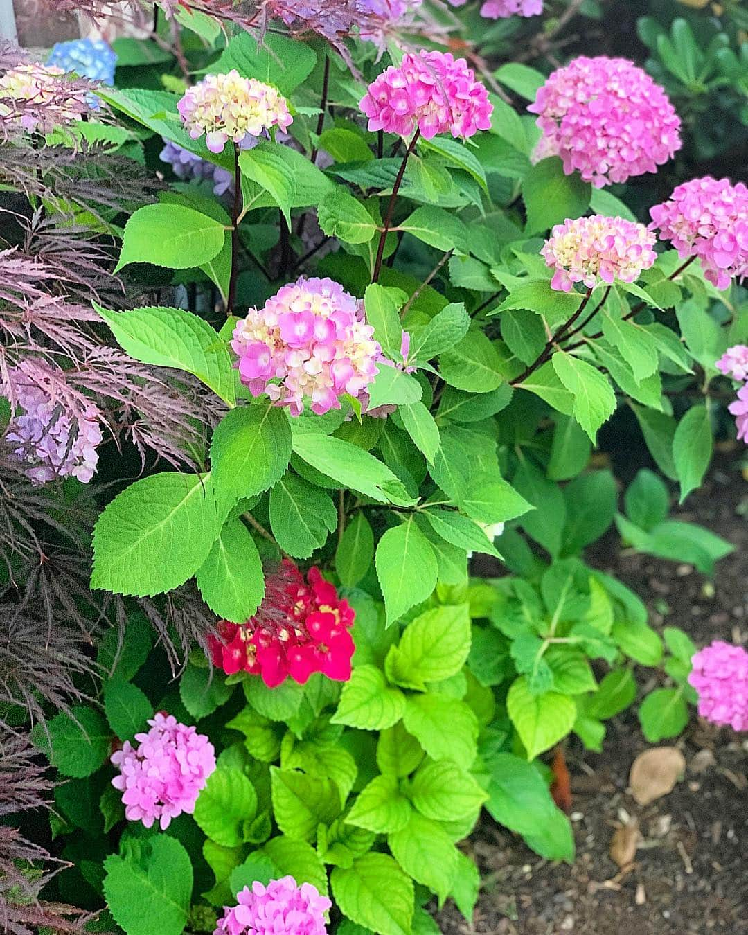 カーリー・パターソンさんのインスタグラム写真 - (カーリー・パターソンInstagram)「Hydrangea is in full bloom😍」5月24日 4時47分 - carlypatterson04