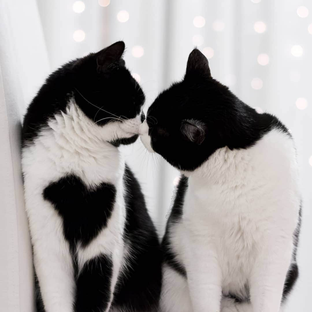 Zoe & Izzyのインスタグラム：「Kitty kissies.」