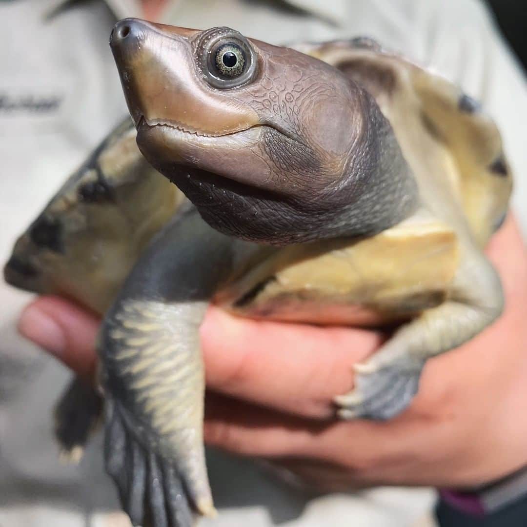 San Diego Zooさんのインスタグラム写真 - (San Diego ZooInstagram)「Painted terrapins get their name from their artistic approach to breeding season. They're normally dull in color, but when it's time to get "busy" a vibrant red brushstroke appears on a male's head to impress prospective females. 🖌  Painted terrapins are critically endangered and you're looking at the first successful hatchling at our Reptile House. Guests can get a glimpse of these talented terrapins in the gharial habitat on Reptile Mesa.  #WorldTurtleDay #shellebrate #criticallyendangered #sandiegozoo」5月24日 5時21分 - sandiegozoo