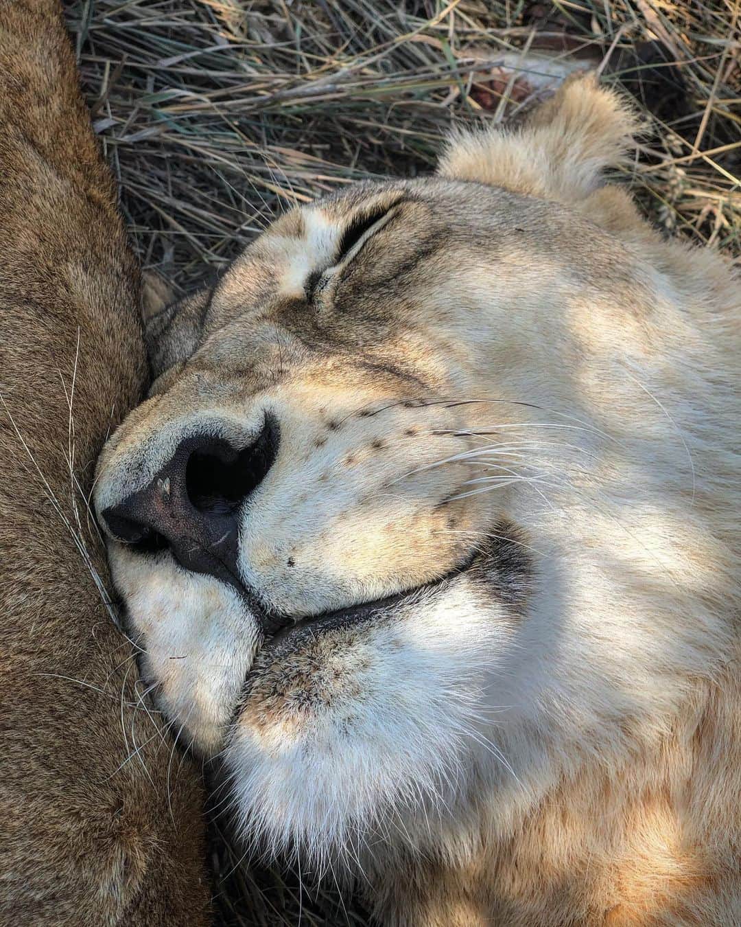 Kevin Richardson LionWhisperer さんのインスタグラム写真 - (Kevin Richardson LionWhisperer Instagram)「Don’t know what you think but I’m pretty convinced I’ve captured Livy smiling whilst dreaming. I wonder what she’s dreaming about? Leave your thoughts in the comments. #dreaminglion #lionsdodream #letsleepinglionslie  #whysoserious」5月24日 5時29分 - lionwhisperersa