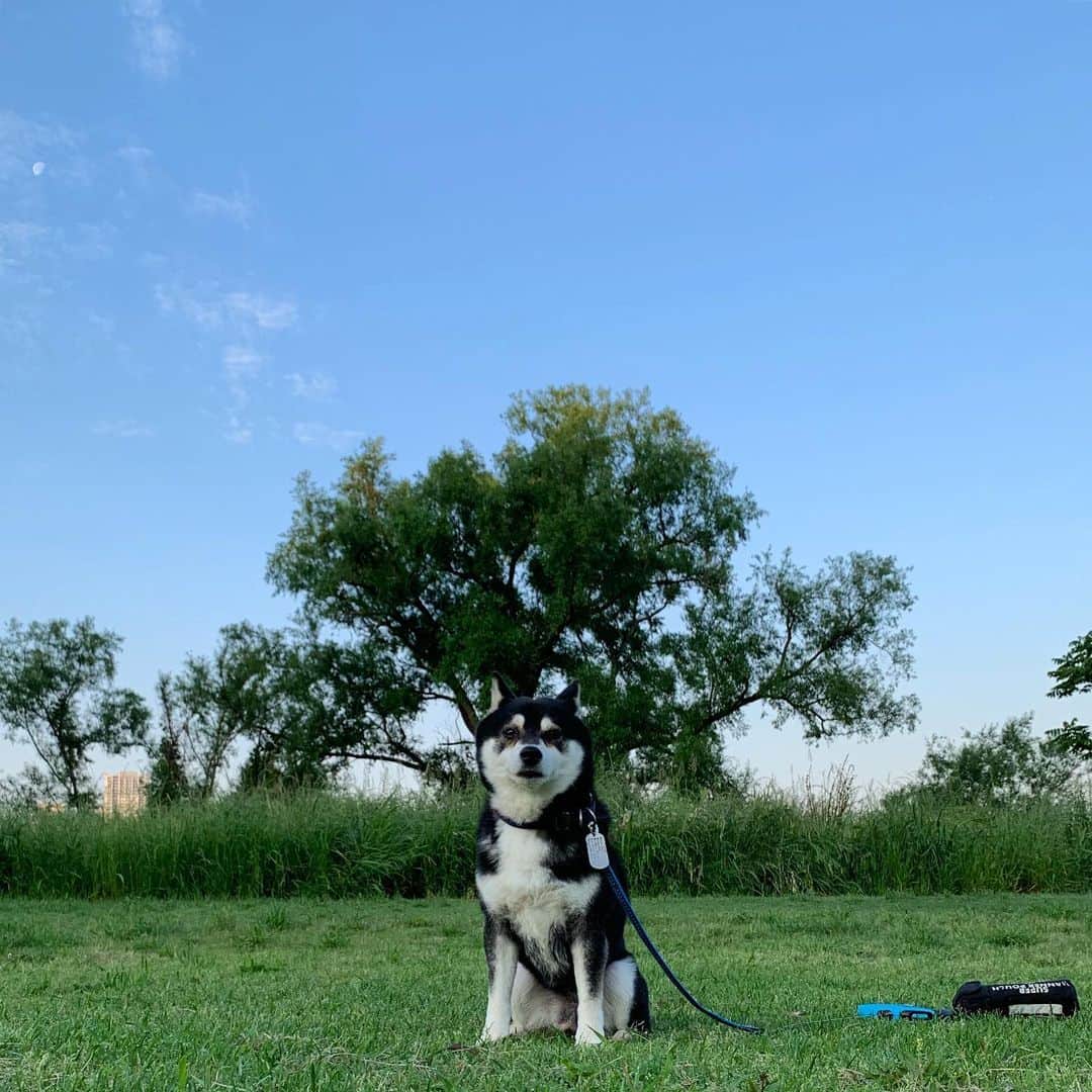 のインスタグラム：「朝んぽ🌿 左端に朝の🌖 #朝んぽ #朝の月 #kuroshiba #blackshiba #shibainu #shibastagram #instadog #dogstagram #柴犬 #黒柴 #黑柴 #日本犬 #和犬 #シニア犬 #癒し犬 #いぬら部 #ふわもこ部 #柴犬部 #モフモフ生命体 #柴犬のいる暮らし #わんこのいる暮らし #わんこのいる生活 #わんこと一緒 #わんダフォ #わんだふるjapan」