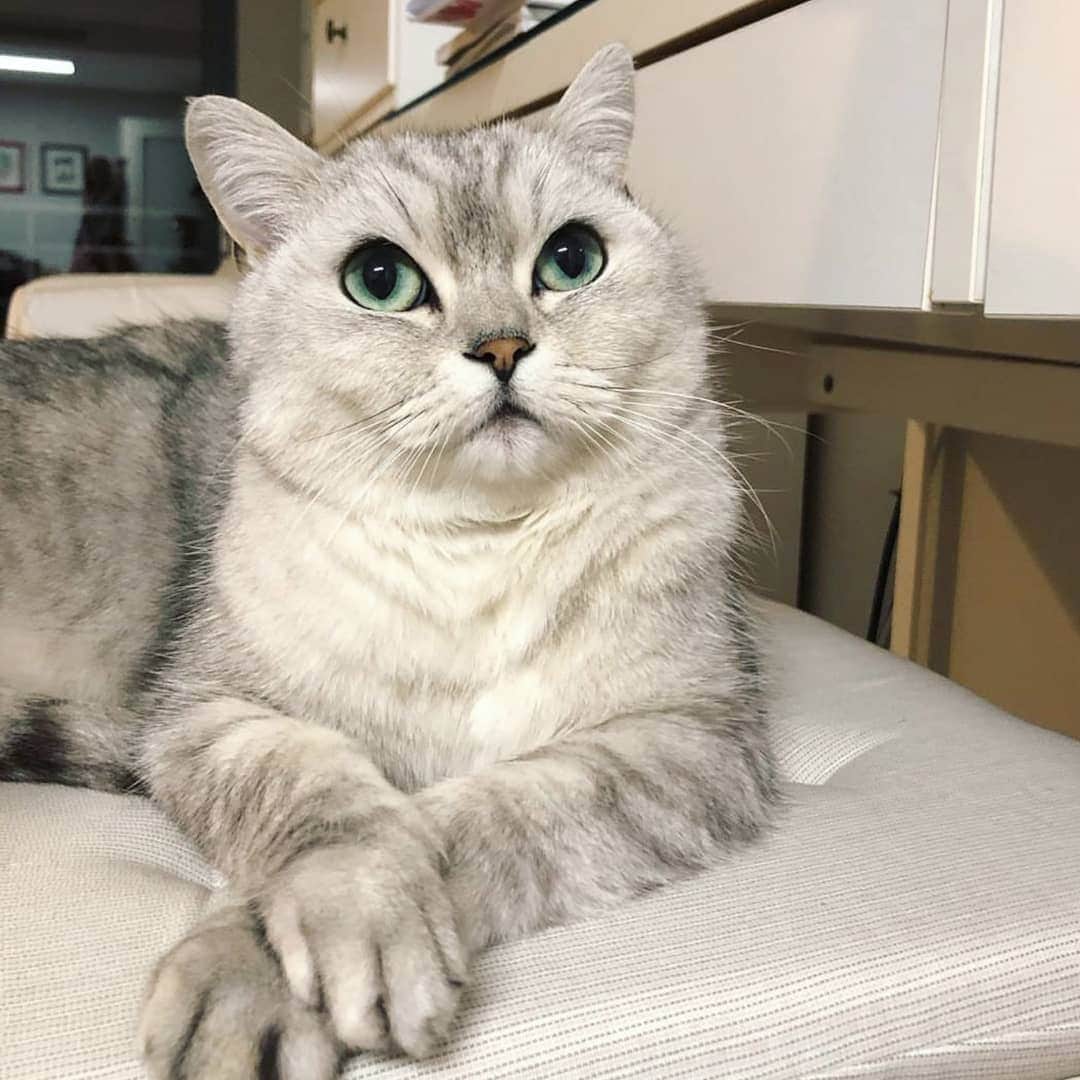 CatStockerのインスタグラム：「Hello! #catstocker is here!  Follow our FURRriend @leosleepycat  Scroll right for more pictures 👉 . . . . .  #cat #neko #mačka #chat #kočka #котка #kotek #kot #кіт #mače #кошка #кот #katze #gato #gatto #kissa #子猫 #猫 #고양이 #貓 #kedi #köttur #kissanpentu #חתול #кішка #kittens #小猫 #kätzchen #котята」