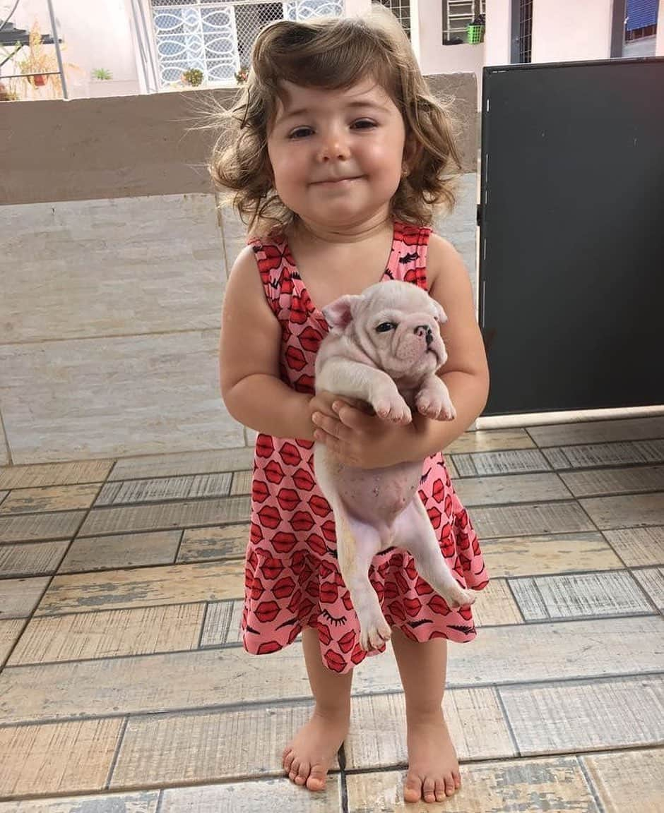 Regeneratti&Oliveira Kennelさんのインスタグラム写真 - (Regeneratti&Oliveira KennelInstagram)「Your daily dose of cuteness @adorabullfamily ❤ #mydaughter #englishbulldog #Guccithebulldog #kidswithdogs #pups #animaladdicts」5月24日 6時11分 - jmarcoz