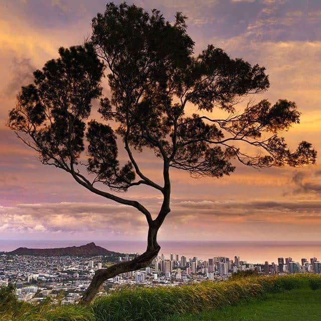 ハワイアン航空さんのインスタグラム写真 - (ハワイアン航空Instagram)「A favorite spot for locals and visitors to watch the sunset in Honolulu is at Puʻu ʻUalakaʻa State Park. It's about a 20 minute drive from Waikīkī and provides a panoramic view from Diamond Head to Pearl Harbor. 📍 Puʻu ʻUalakaʻa State Park, O‘ahu 📷 @petertangphotography ⠀⠀⠀⠀⠀⠀⠀⠀⠀ . . . #ExploreHawaii #GlimpseofHawaii #NakedHawaii #HawaiiUnchained #AlohaOutdoors #LetHawaiiHappen #Hawaii #PuuUalakaaStatePark #Sunset」5月24日 6時30分 - hawaiianairlines