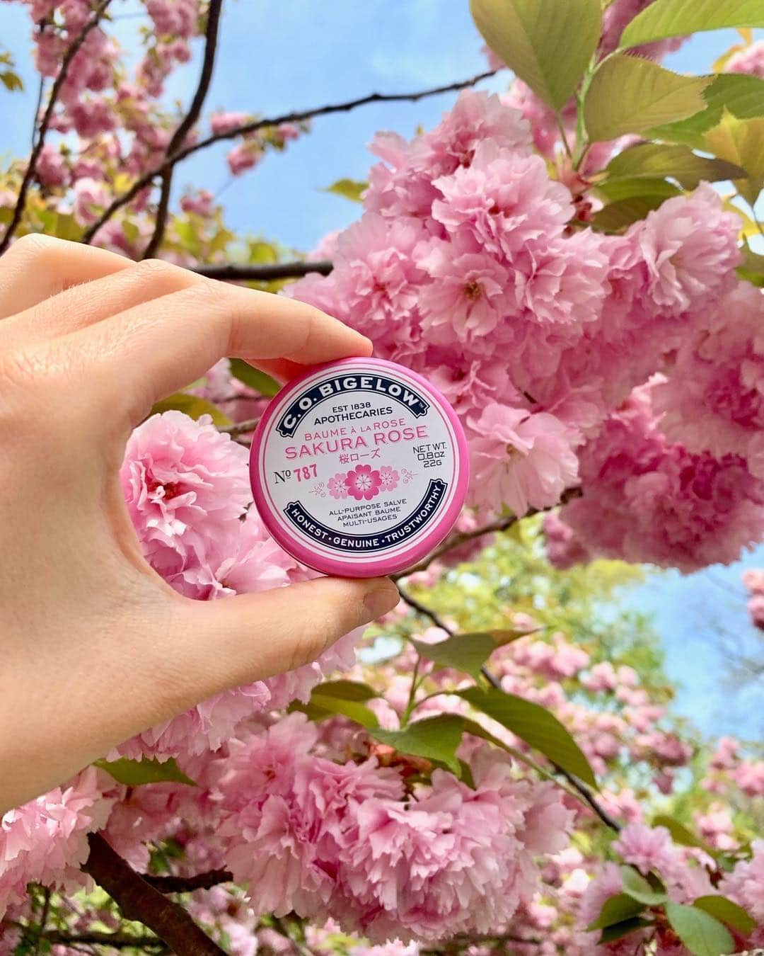 C.O. Bigelowさんのインスタグラム写真 - (C.O. BigelowInstagram)「Sakura Rose in her natural habitat! 🌸🌸 It feels like only yesterday the Kwanzan cherry trees were in bloom at Washington Square Park! ⠀⠀⠀⠀⠀⠀⠀⠀⠀」5月24日 7時08分 - cobigelow