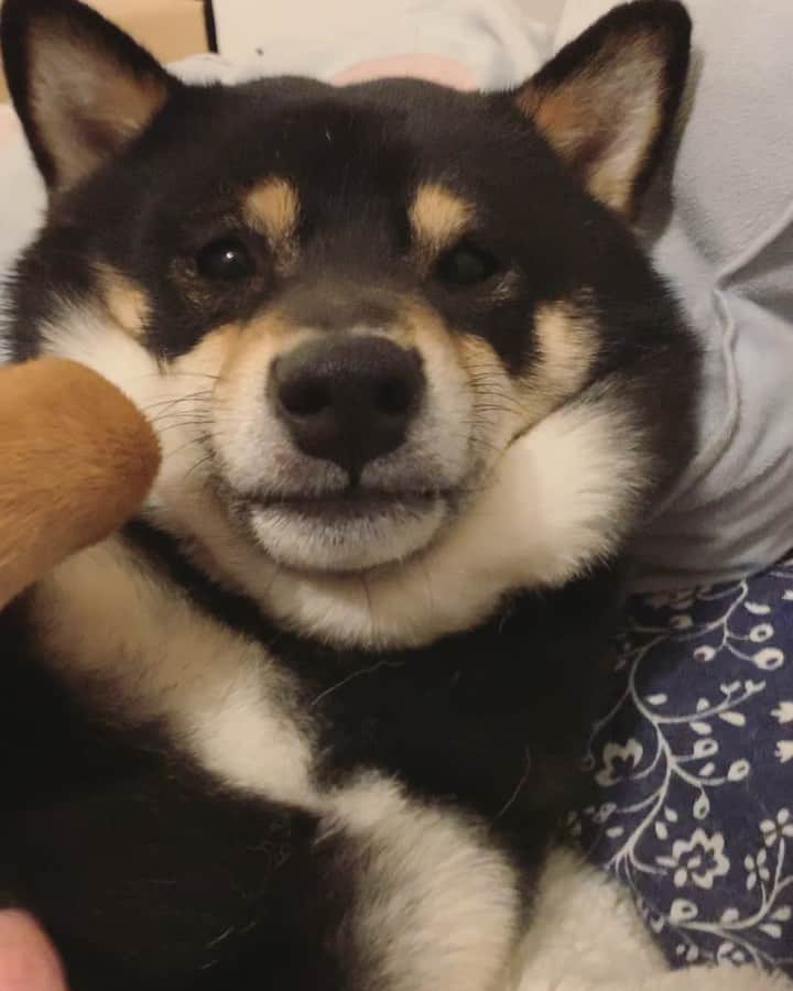 ?Fricko the Shiba Inu?のインスタグラム：「Keaton is melting when he’s sleepy 😴 🤣 Goodnight and good morning hoomans!! 🐾 🐾 🐾 #Keaton #🐶 #shiba #shibainu #dog #柴犬 #黒柴 #子犬 #shibalovers #shibaholics #dogoftheday #dogslife #weeklyfluff  #dogstagram  #dogscorner #shibapuppy #puppiesofinstagram」