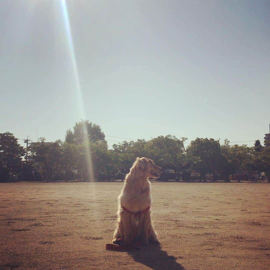 ikumiさんのインスタグラム写真 - (ikumiInstagram)「* * 5/24/2019 ☀️ . Good morning! 今日もいいお天気です。 お澄ましでオスワリしてますが、 この後ジャンピングアタック フル稼動しました😆 * * #goldenretriever#golden#retriver#instadog#犬バカ部#ふわもこ部#大型犬のいる暮らし#ヴィヴィの育児日記#ぴーすっ子#2019年5月」5月24日 7時38分 - ikumi.betty_jupiter