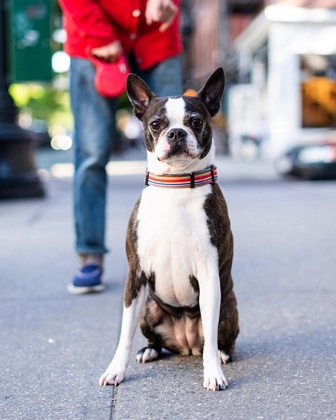 The Dogistさんのインスタグラム写真 - (The DogistInstagram)「Schmoozie, Boston Terrier (5 y/o), Hudson & Charles St., New York, NY • “Is there anything interesting about her?” - “We’re talking a long, long conversation.”」5月24日 7時46分 - thedogist
