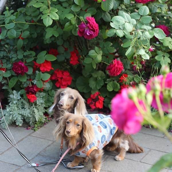 くるみんのインスタグラム：「2ワンでポーズ🐶🐶🌹 * #ミニチュアダックスフンド #ミニチュアダックスフント #ミニチュアダックス #イザベラタン #イザベラ #カニンヘンダックスフント #カニンヘンダックス #カニンヘン #カニンヘンダックスフンド #チョコタンダックス #チョコタン #ダックス多頭飼い #ダックスフント #ダックス #ダックスフンド #港の見える丘公園 #薔薇 #わんこなしでは生きていけません会 #ワンコなしでは生きて行けません会 #ワンコ大好き倶楽部公式 #いぬばか部 #いぬすたぐらむ #短足部 #dachshundgram #dogstagram #east_dog_japan #instagramdog #kyounodachs #todayswanko #7pets_1day」