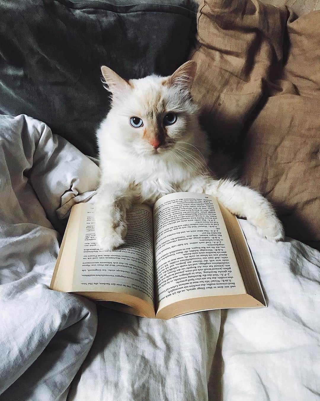 Instagramさんのインスタグラム写真 - (InstagramInstagram)「Hello, world. Today’s #WeeklyFluff is Cliff (@call.me.cliff), a 3-year-old Siberian cat from Berlin who loves to curl up with a good book. 📖 😸 “Cliff mostly sleeps on the books, whereas I like to read to them,” says Cliff’s human Ezgi. Photo by @call.me.cliff」5月24日 8時03分 - instagram