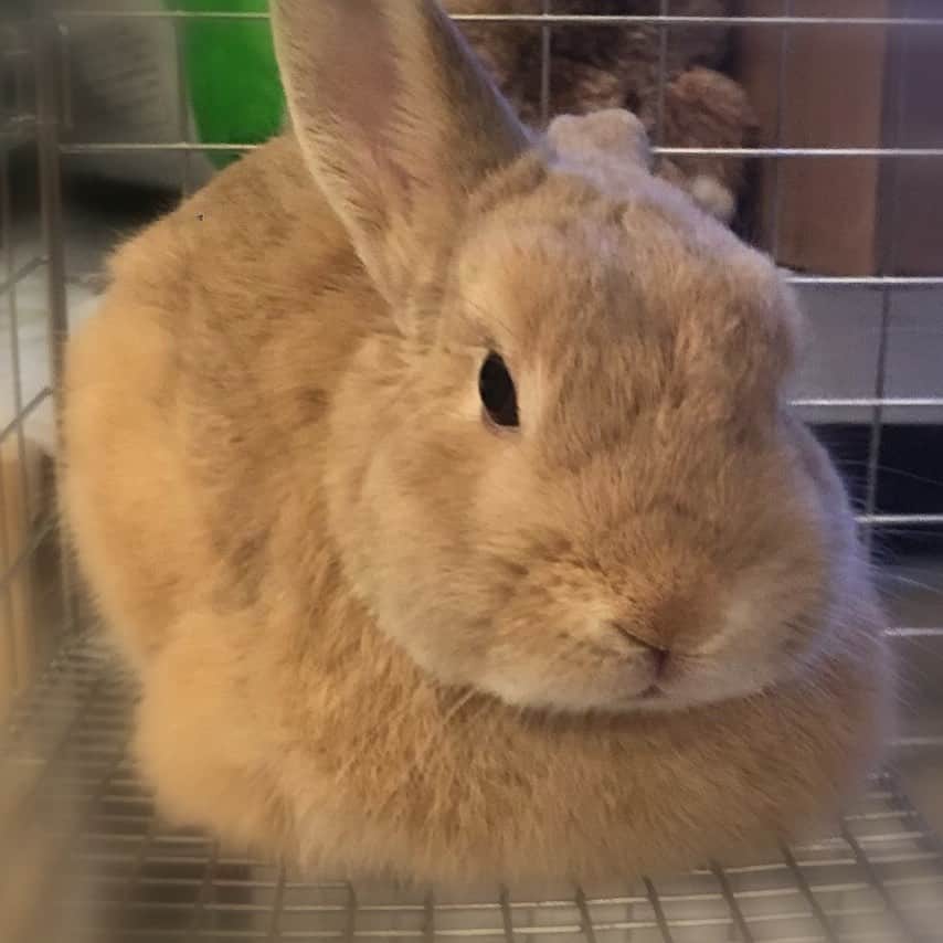 里美ゆりあのインスタグラム：「ヒヨコ🐣スタイル🐥 #ネザーランドドワーフ#netherlanddwarf #rabbit#pretty#うさぎ#ひよこ#ポン太」
